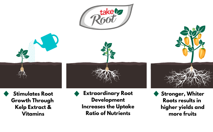 Dutchpro - Take Root