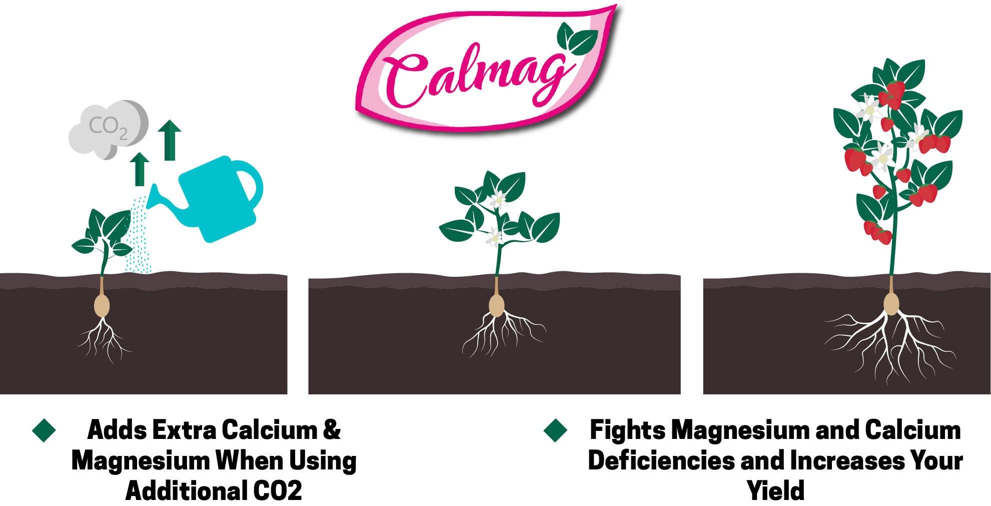 Calmag - Supplement to Overcome Calcium and Magnesium Deficiencies
